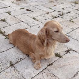 Assía - Dachshund