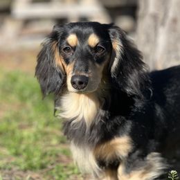 Chicken - Dachshund