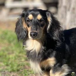 Chicken - Dachshund