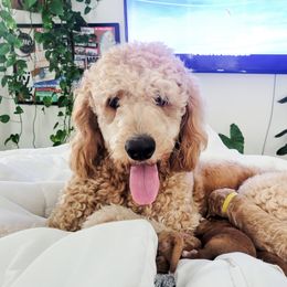 French Bulldogs and Goldendoodles from Good Vibes Puppies
