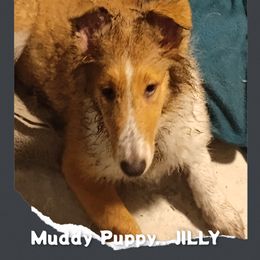 Jilly (service dog program) - Collie puppy from The Hart of Fair Bluffs Collies