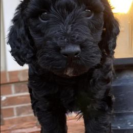 Aussiedoodles and Goldendoodles from Foneb Farm - The F1B Farm
