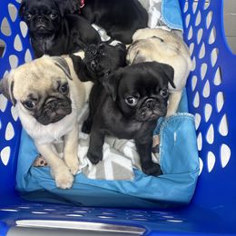 Pug puppies from Garrick’s Precious Pugs