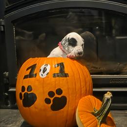 Pepper - PINK - White and black female Dalmatian puppy in Palmer, Massachusetts from Delaney's Dalmatians 2