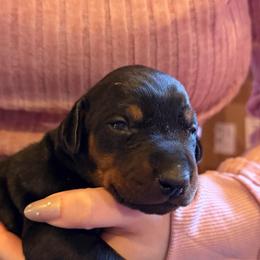 Black Girl - Black and rust female Doberman Pinscher puppy in Centralia, Missouri from TopSpots Farm