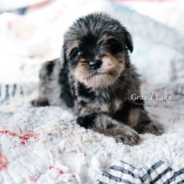 The Wizard - Merle male Schnoodle puppy in Grove, Oklahoma from Grand Lake Poodles & Doodles