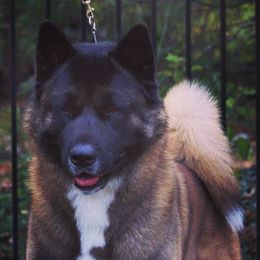 Akita All Grown Up from Firebrand Akitas