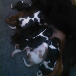 Blenheim girl - Blenheim female Cavalier King Charles Spaniel puppy in Marcellus, Michigan from Coolcreek Pets