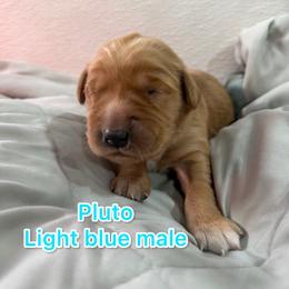 Pluto - Golden male Golden Retriever puppy in Salt Lake City, Utah from Soaring golden retrievers