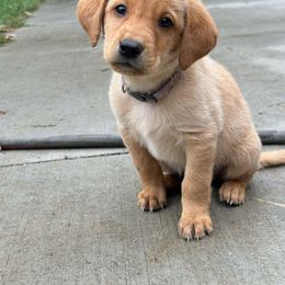 Pink - Chocolate Labrador Retriever puppy in Tabernacle, New Jersey from Glenn Farm Retrievers