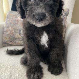 Havanese, Poodle, and Sheepadoodle Puppies from KK's Doodles and Havanese