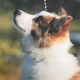 Border Collies from Susan's Border Collies