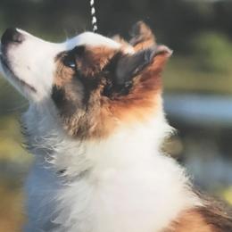 Border Collies from Susan's Border Collies