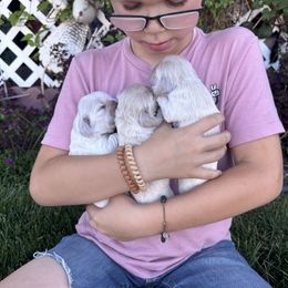 Cocker Spaniel puppies from Doc's Cockers