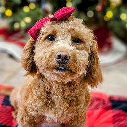 Ruby - Goldendoodle