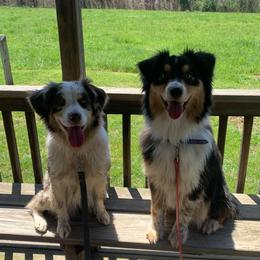 Australian Shepherd All Grown Up from CoralBlitz Australian Shepherd