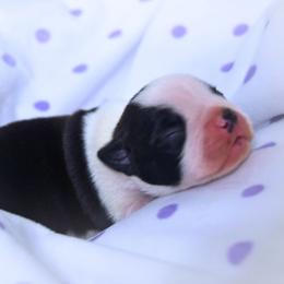 Baby Sonny - Black and white male Boston Terrier puppy in Kingsport, Tennessee from Sleepwalker Bostons