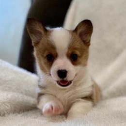 Ladybug - Sable female Pembroke Welsh Corgi puppy in Arcanum, Ohio from Weissway Corgis