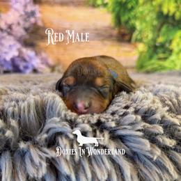 Shaded Red - Red male Dachshund puppy in Rainier, Oregon from Doxies in Wonderland