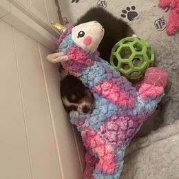 Australian Shepherd Puppies from Mezzo Australian Shepherds
