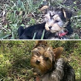 Yorkshire Terrier puppies from Love Byrd Yorkies