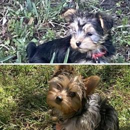 Yorkshire Terrier puppies from Love Byrd Yorkies
