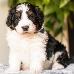Nitro - Black tri-color male Aussiedoodle puppy in Tonopah, Arizona from Kae's Kennels
