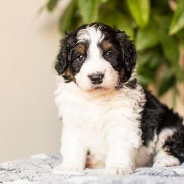 Nitro - Black tri-color male Aussiedoodle puppy in Tonopah, Arizona from Kae's Kennels