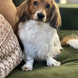 Dachshund Puppies from EB's Cajun Lil' Doxies