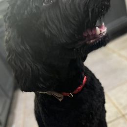 Goldendoodles from McDoodles