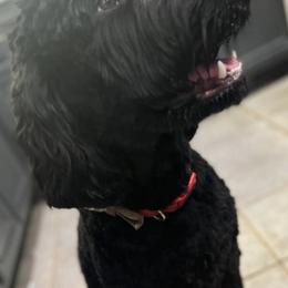 Goldendoodles from McDoodles