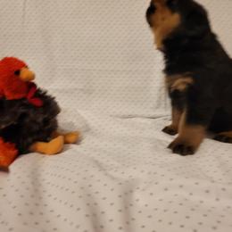 Rottweiler Puppies from Von Nuffosttor Rottweilers