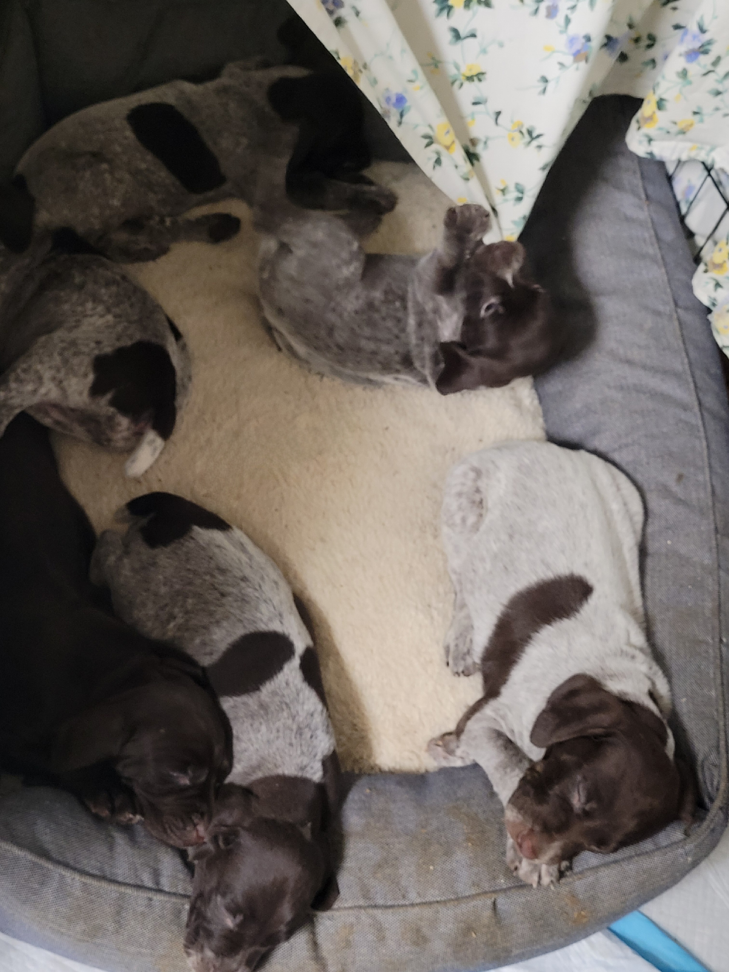 German Shorthaired Pointer Puppies from Stoney Fork German Shorthaired Pointers