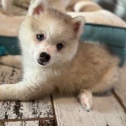 Dazzler - Merle female Pomsky puppy in Gunter, Texas from The Painted Pomsky
