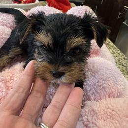 Cute, Platinum Female - Tan and white female Yorkshire Terrier puppy in Riverside, California from Playful Puppies