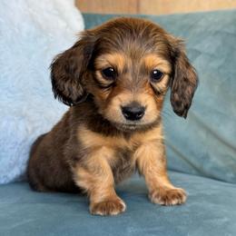 Marshall AKC 3500 - Red male Dachshund puppy in Krum, Texas from Tired Chef Dachshunds