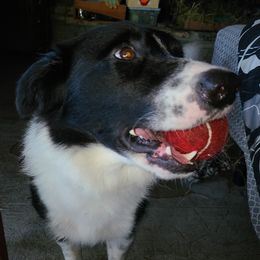 Blaze - Border Collie