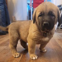 Eden - Wolfgray female Spanish Mastiff puppy in Prosperity, Pennsylvania from Prosperity Guardians