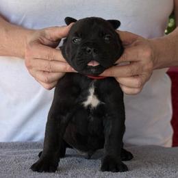 Red Collar R - Black male Cane Corso puppy in Paris, Texas from Knucklehead Cane Corso