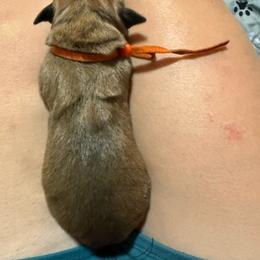 Denali - Apricot female Mastiff puppy in Layton, Utah from 2A Mastifs