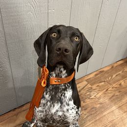 German Shorthaired Pointers from Lonesome Willow Gundogs