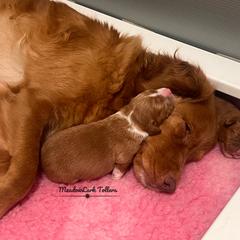 Nova Scotia Duck Tolling Retriever Puppies from Meadowlark Tollers