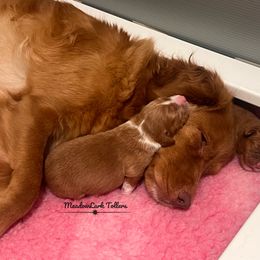 Nova Scotia Duck Tolling Retriever Puppies from Meadowlark Tollers