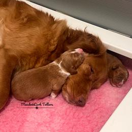 Nova Scotia Duck Tolling Retriever Puppies from Meadowlark Tollers
