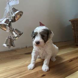 Oleander - Parti female Goldendoodle puppy in Eaton, Ohio from Dezi’s Sonshine Doodles