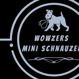 Miniature Schnauzers from Wowzers Mini Schnauzers