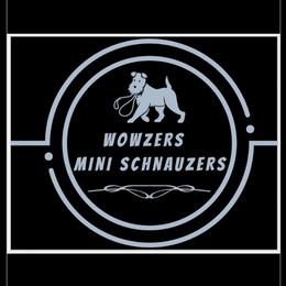 Miniature Schnauzers from Wowzers Mini Schnauzers