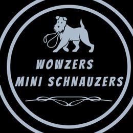 Miniature Schnauzers from Wowzers Mini Schnauzers