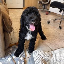 Daisy - Black female Goldendoodle puppy in Sugarcreek, Ohio from True Hearted Doodles