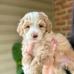 Shortcake - Red female Bernedoodle puppy in Denver, Pennsylvania from Greenview Puppies